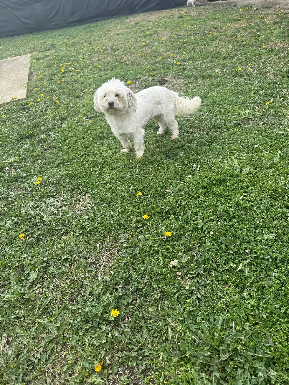 De vânzare bisoni maltezi 2femele 