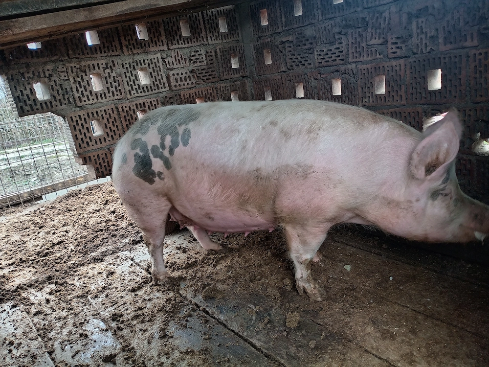 Vând una din două scroafe gestante. 