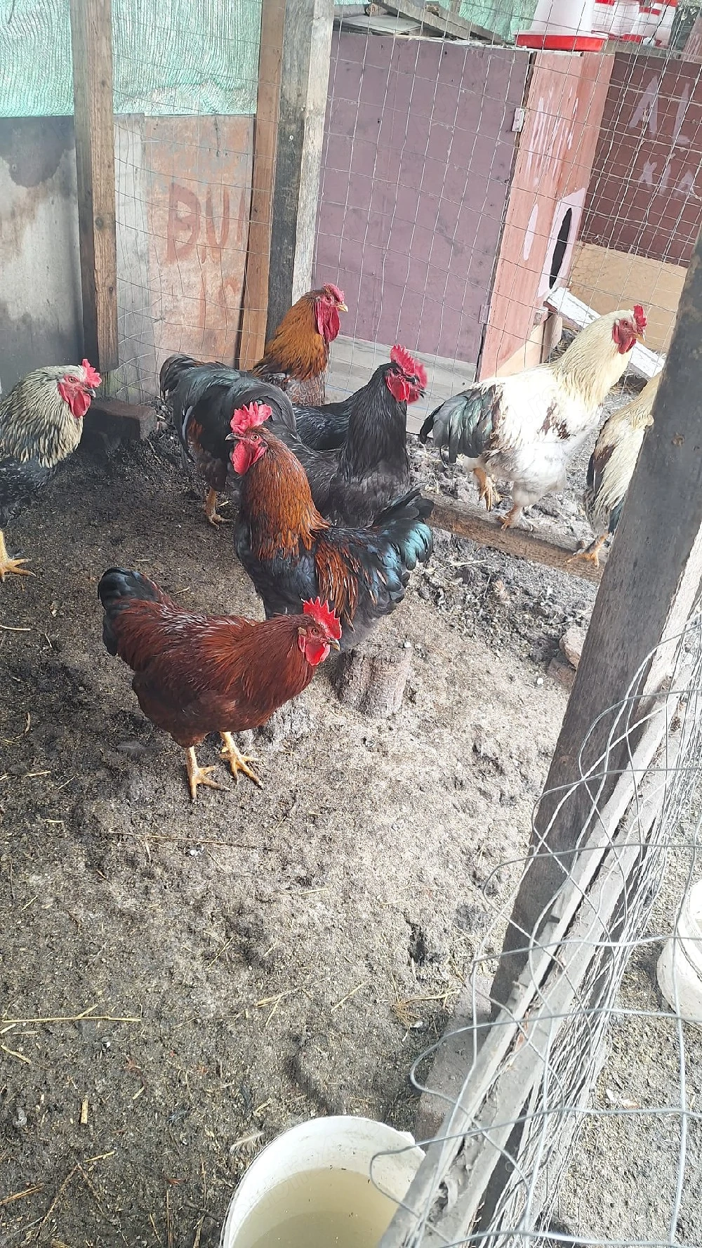 Vând cocoși tineri 