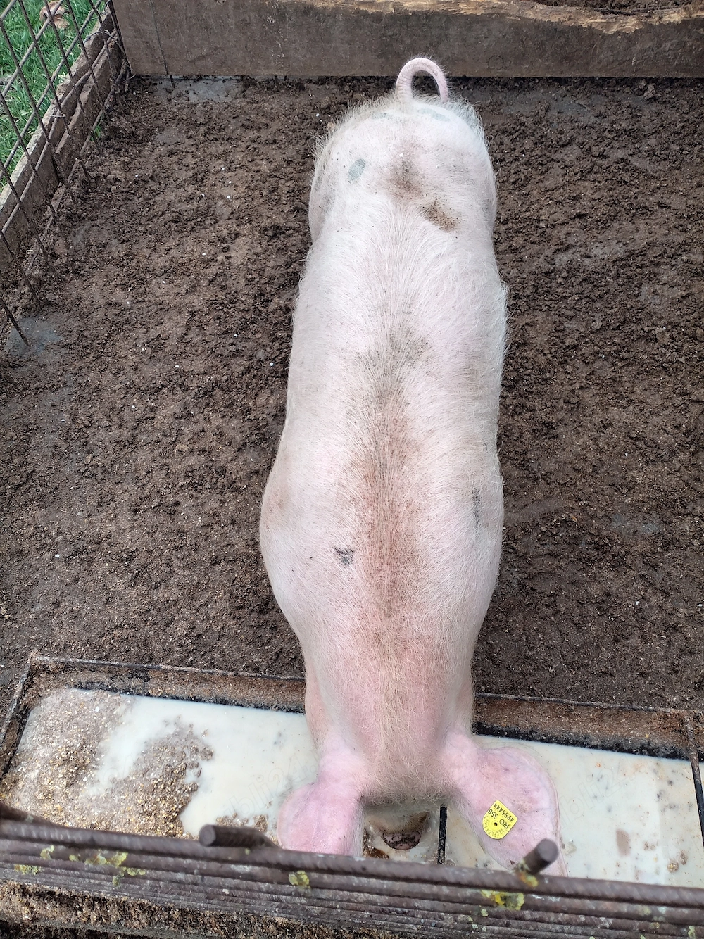 Vând o scrofita de 60-70kg