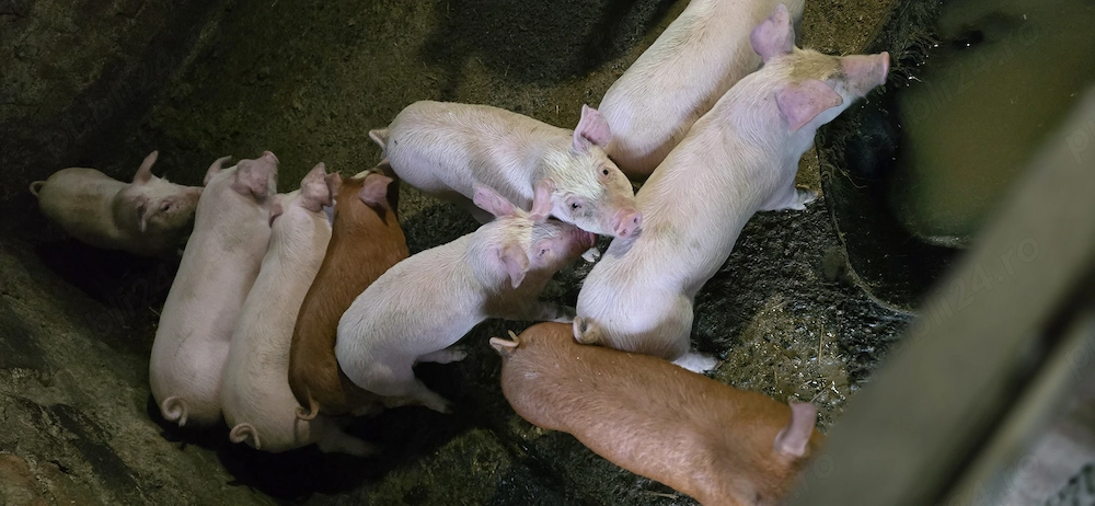 Purcei (6 saptamani)