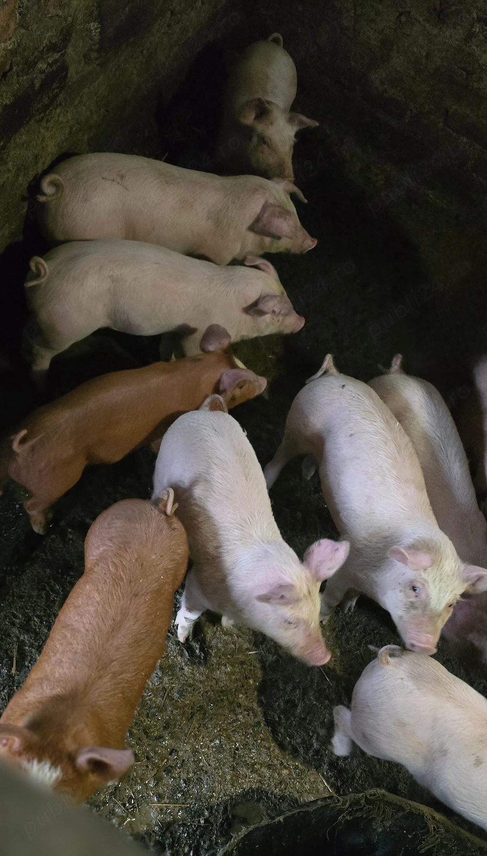 Purcei (6 saptamani)  