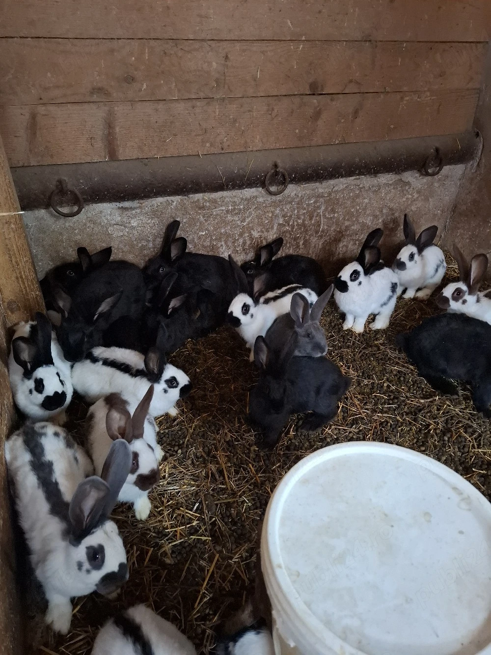 Vand iepuri Urias Pestrit