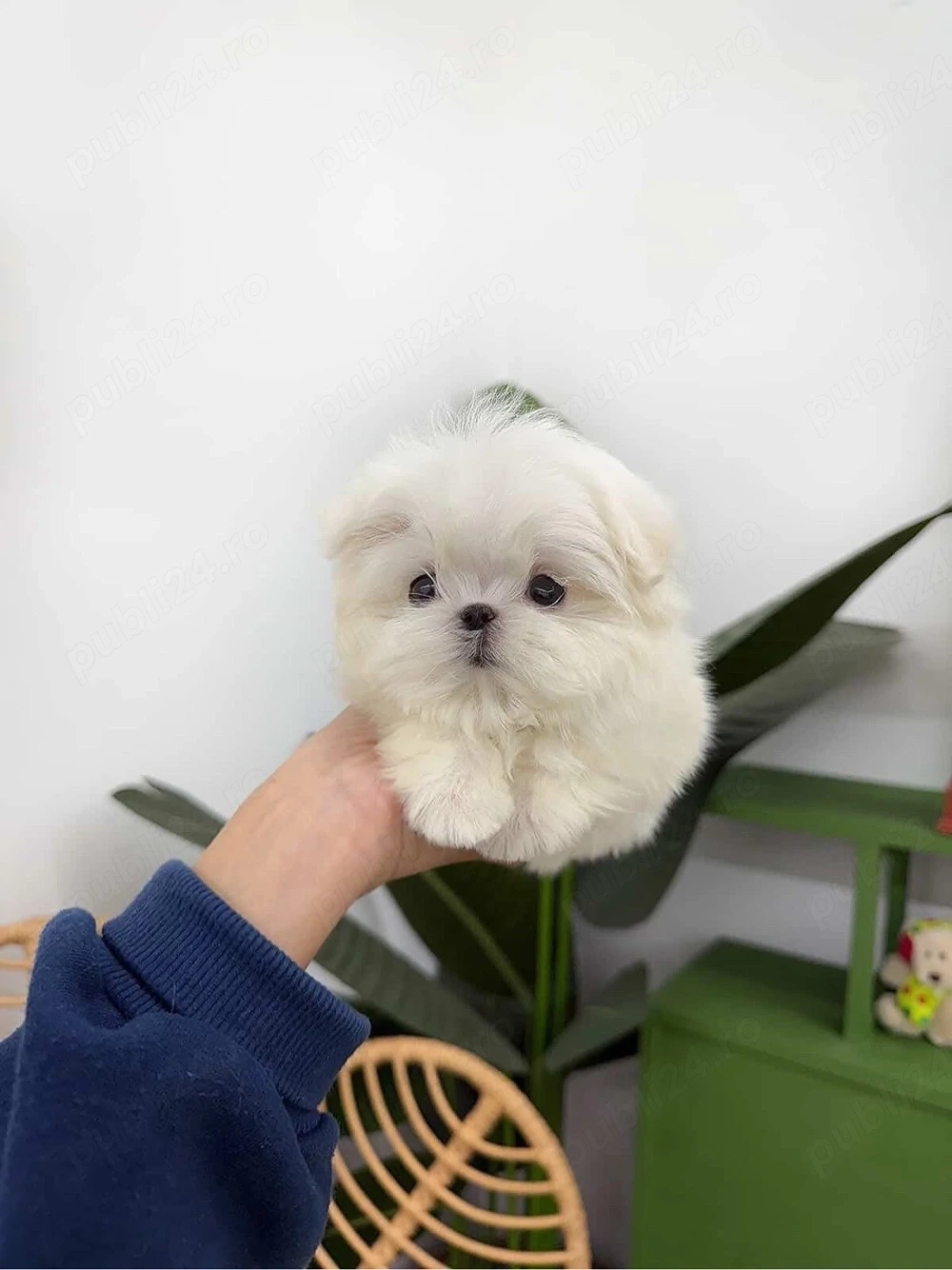 Bichon maltez mini toy