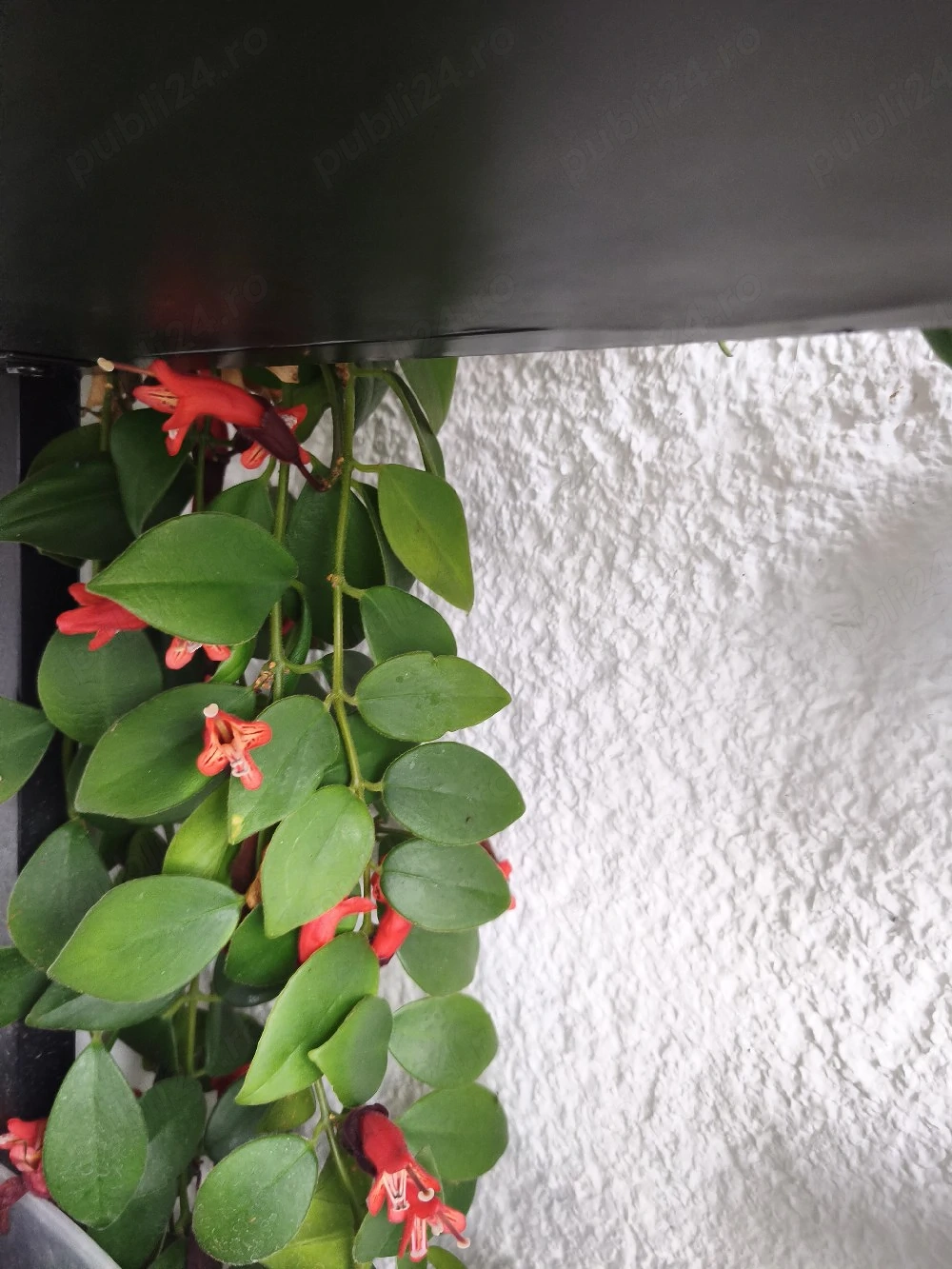 Planta ruj (Aeschynanthus)   plantă curgătoare cu flori roșii, foarte decorativă