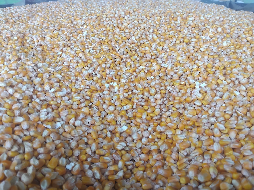 Porumb de vanzare