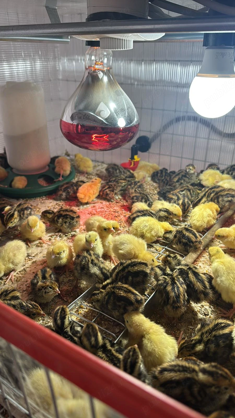 Pui de prepeliță de vânzare   Polară Gigant & Japoneză Mare   Afumați, Ilfov