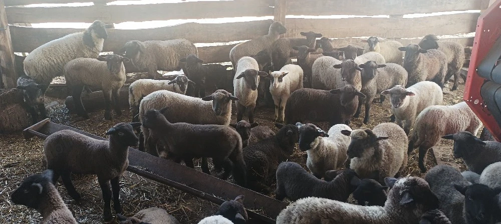 oi metisate cu suffolk 