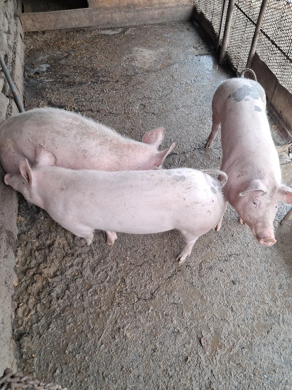 porci de vanzare 