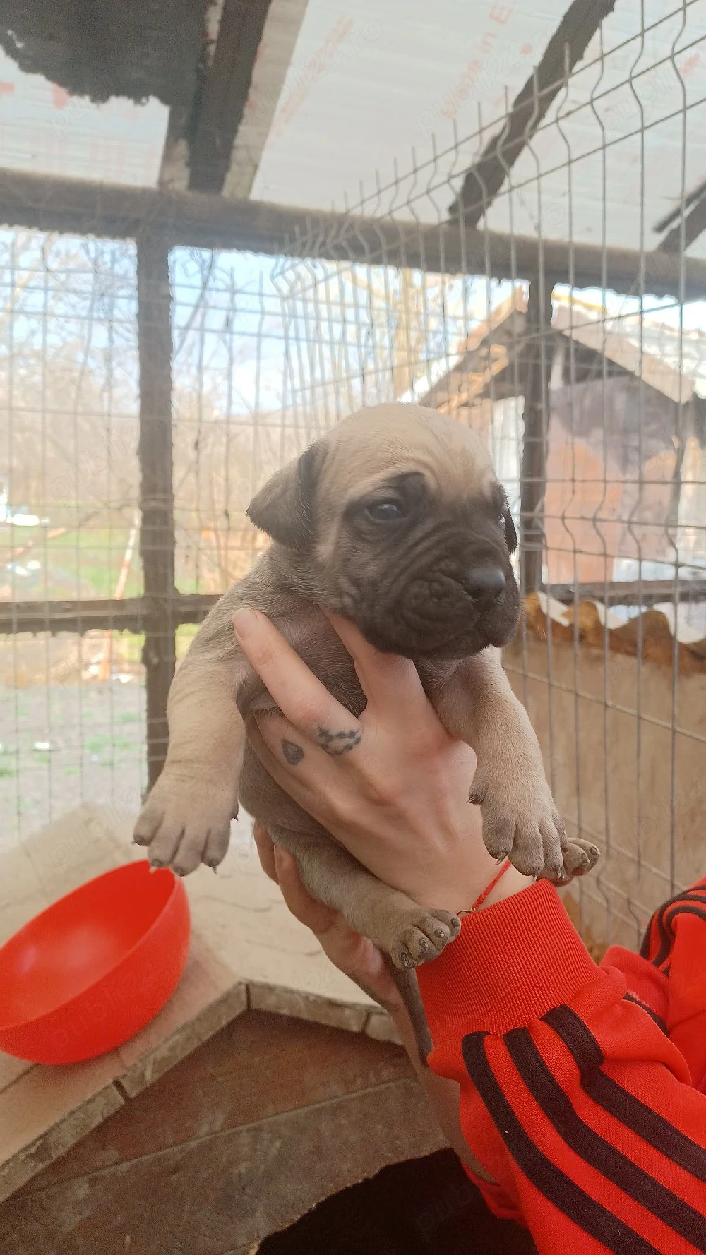 Vand catelusi presa canario 1 luna