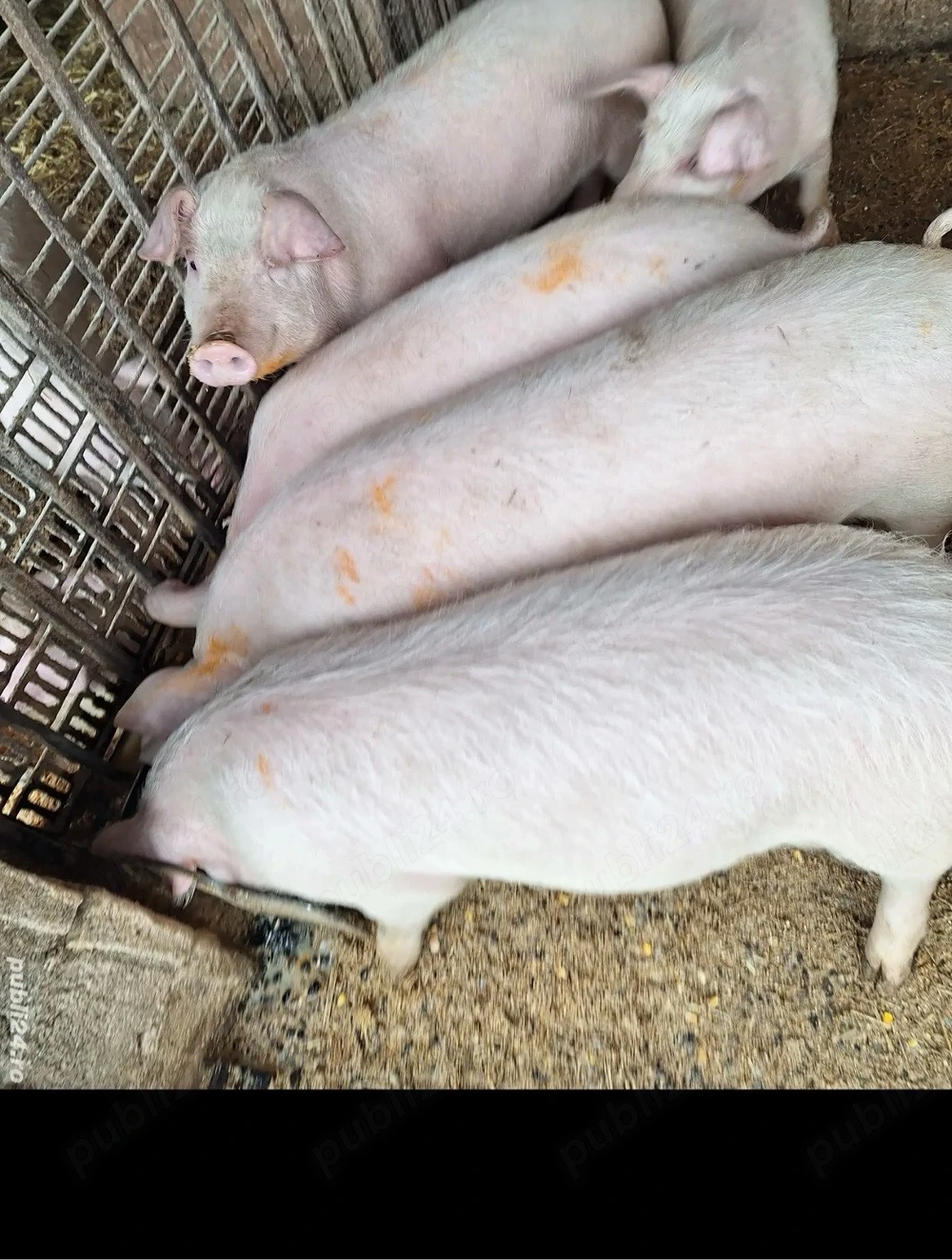 Grăsuni de vânzare 