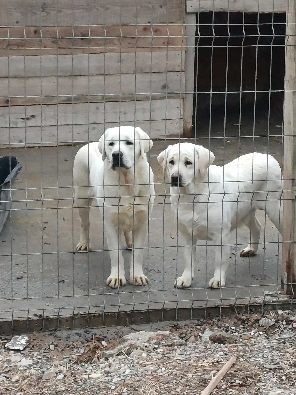 Donez familie de Labradori
