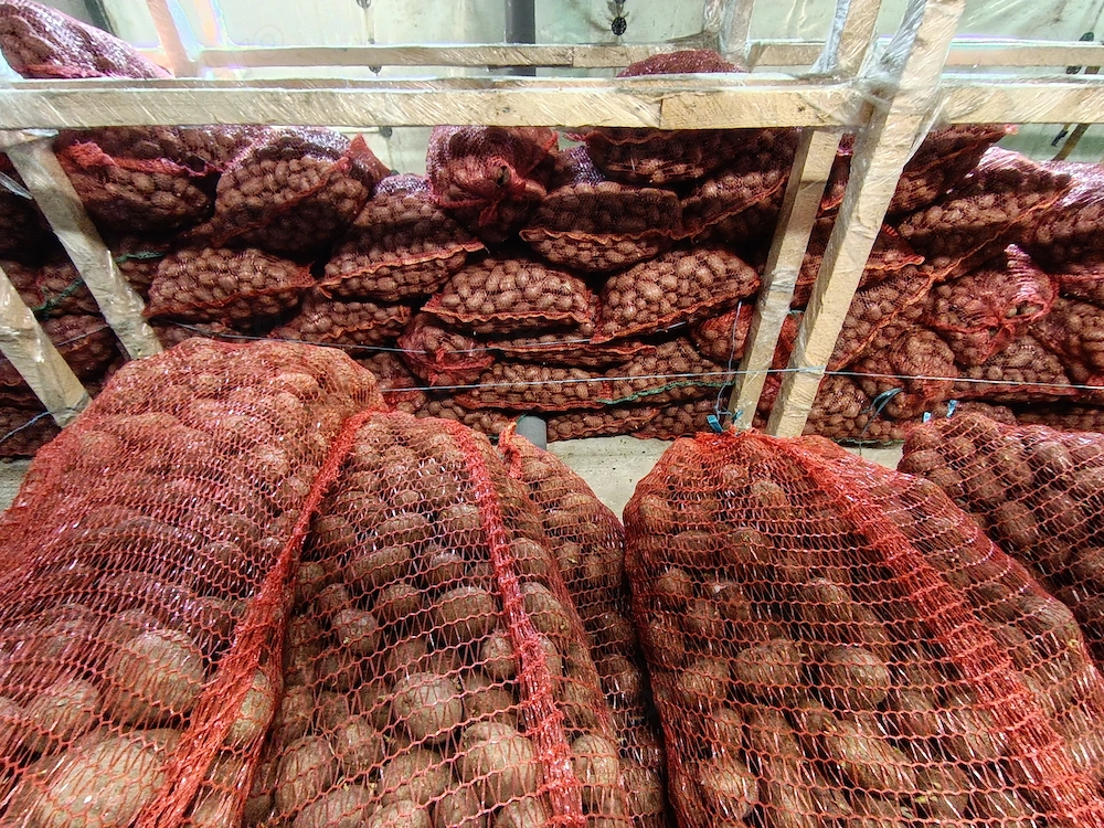 Cartofi samanta rosu prod proprie