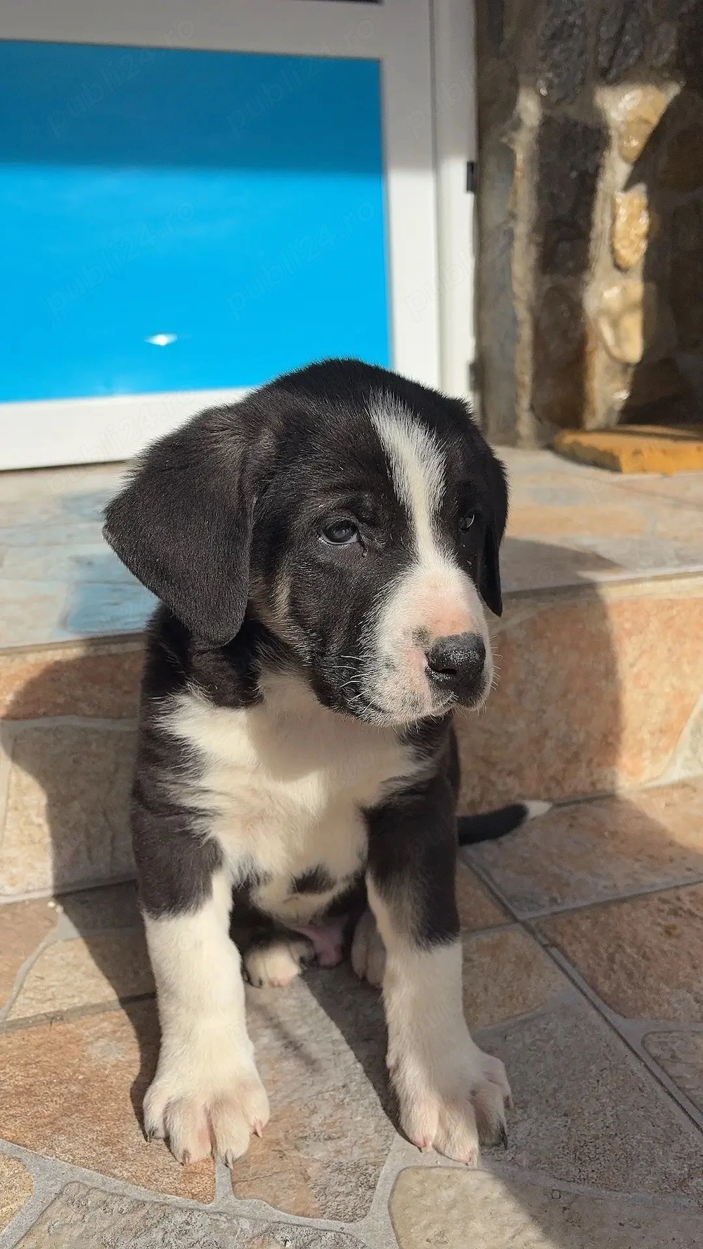 Asia centrală mascul