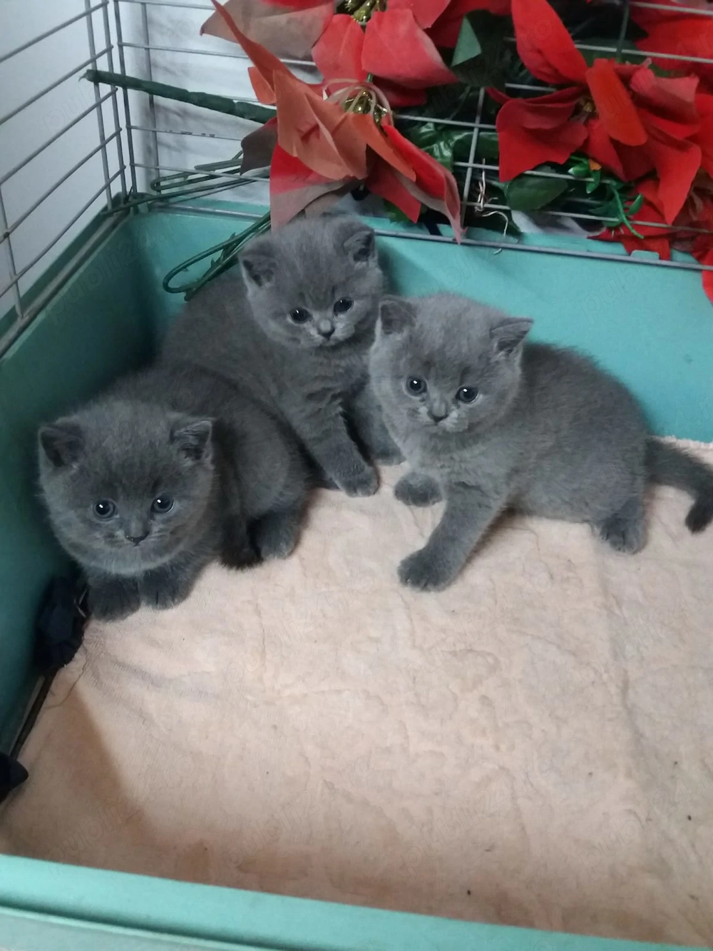 pui de pisica British Bluie Sorthair