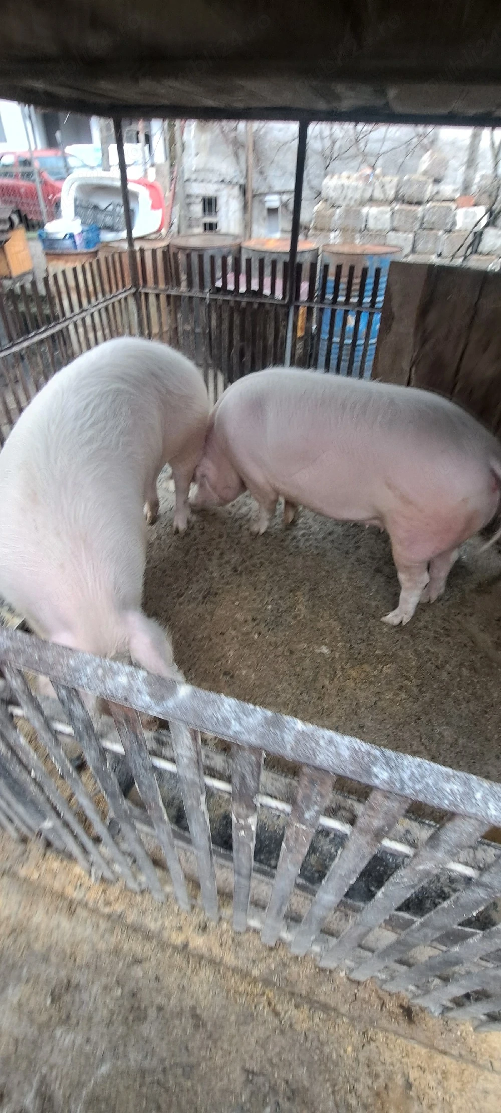 Vand porci, carcasă sau viu