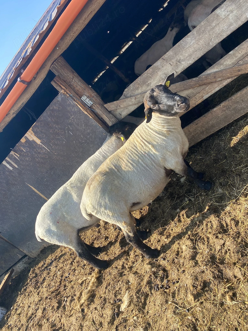 Vand berbeci Suffolk 