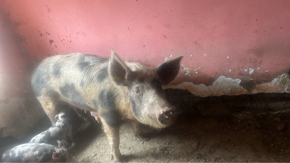 vand scrafa cu 5 purcei de 5 saptamani 