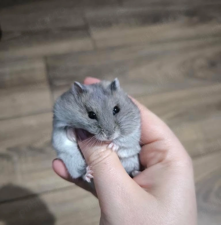Hamster de vanzare