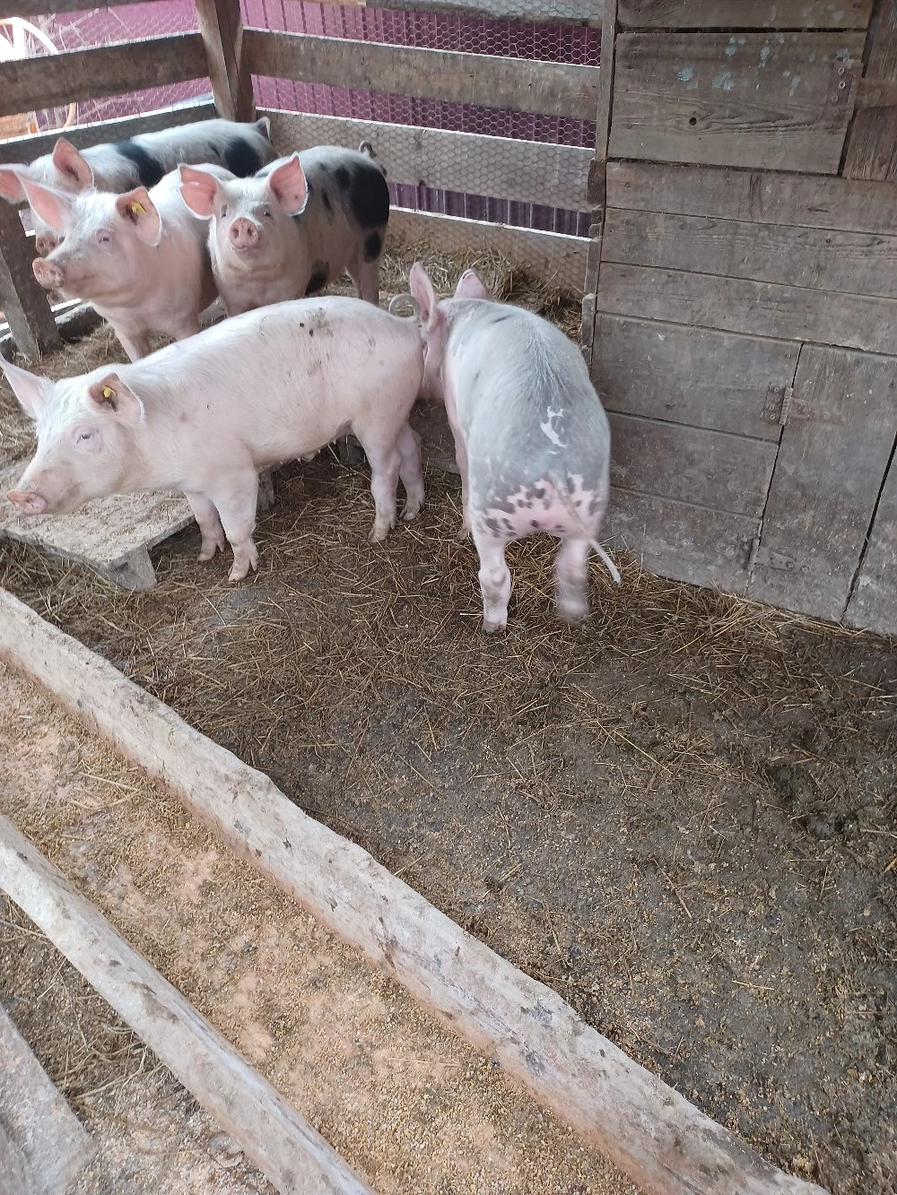 porci de vanzare rasa landras combinata cu marele alb pret 900 lei bucata 