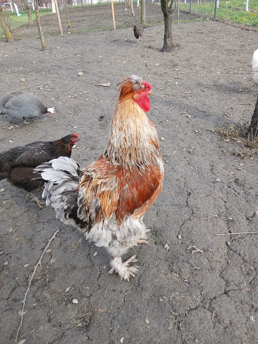 De vinzare cocos Brahma