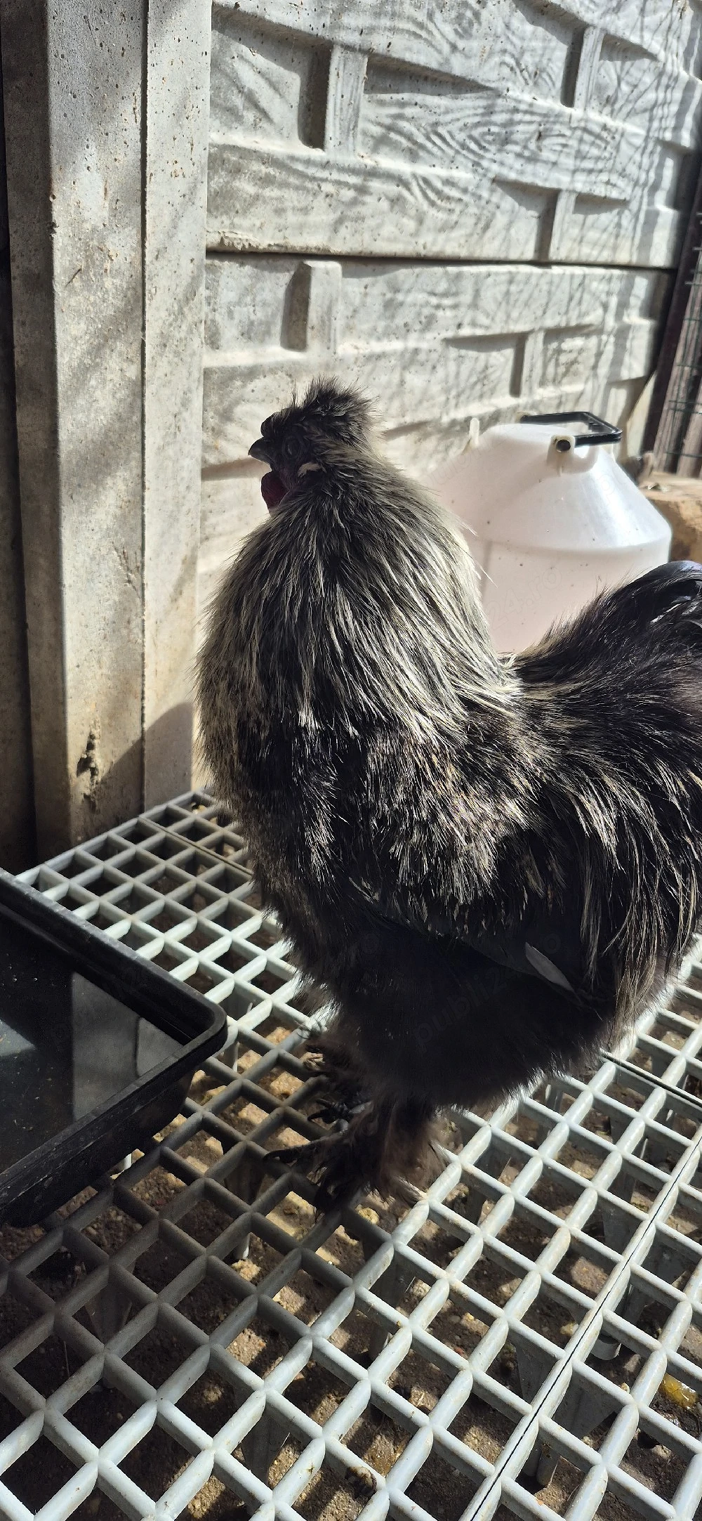 Vând Cocoş mătase japoneză 