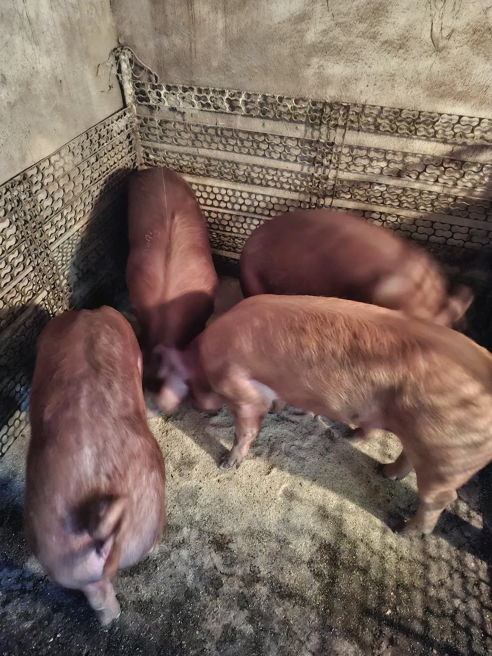 Vând porci de carne 