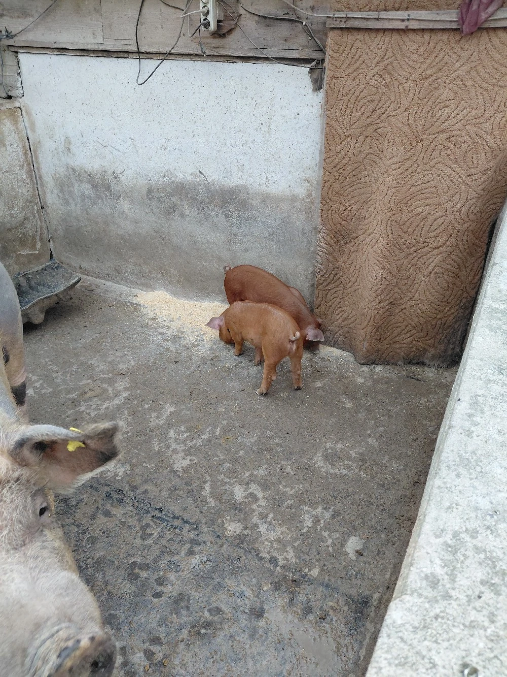 purcei duroc si pietrain de vanzare