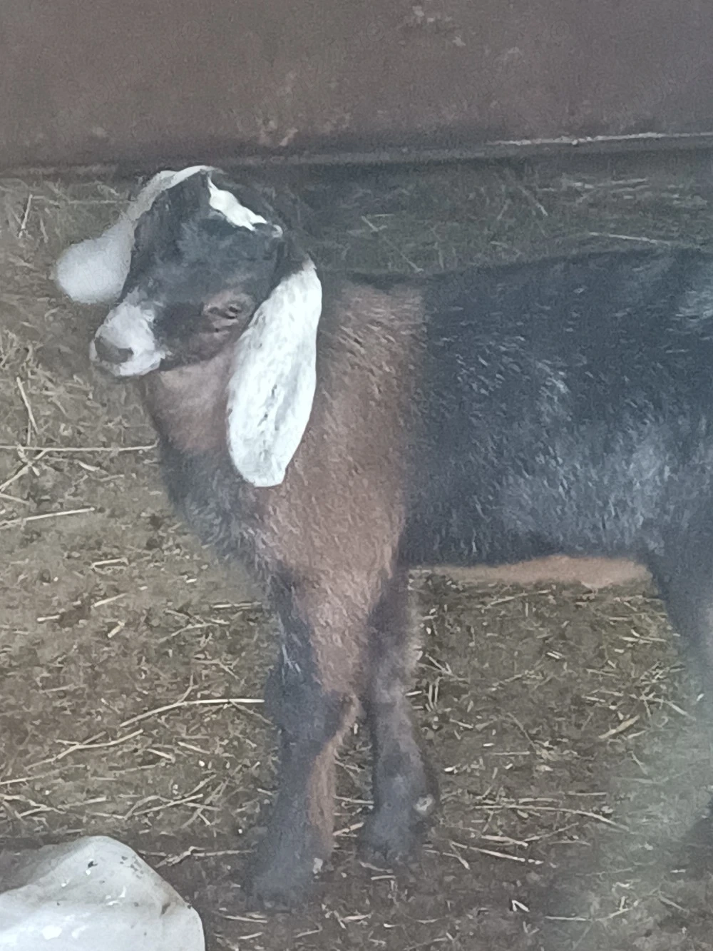 Vând tapisor 75%agronubian vârsta o lună preț 100euro 