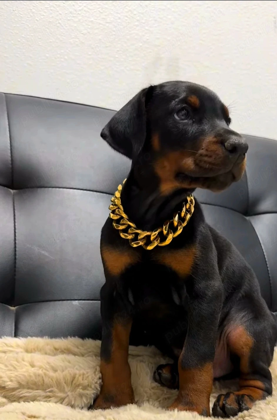 Pui doberman deosebit