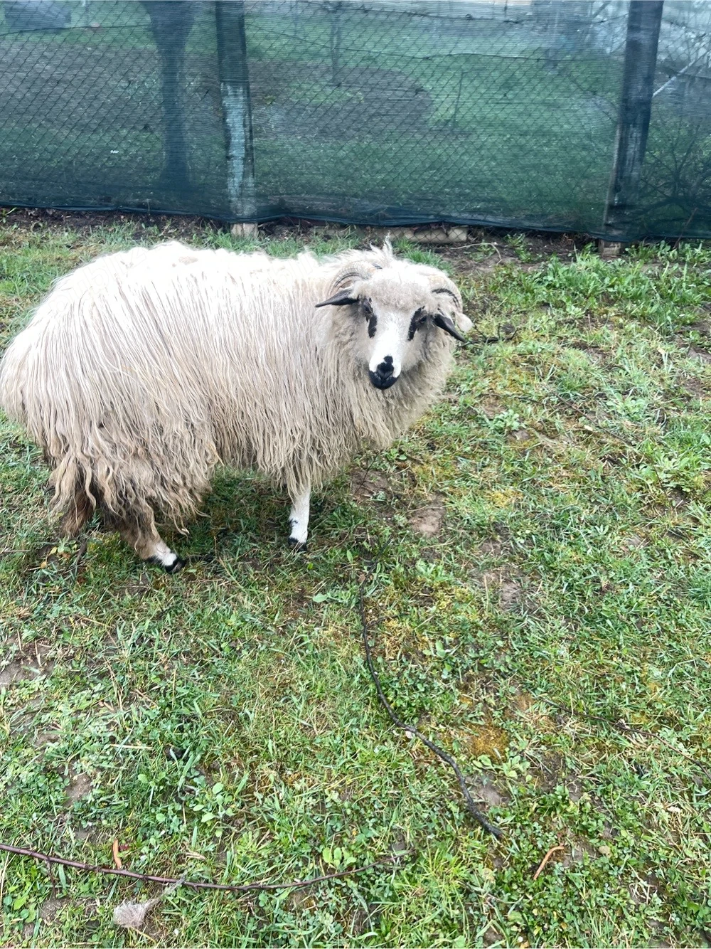 oaie turcana gestanta 