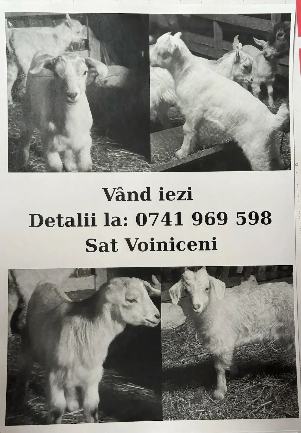 Iezi pentru paste 