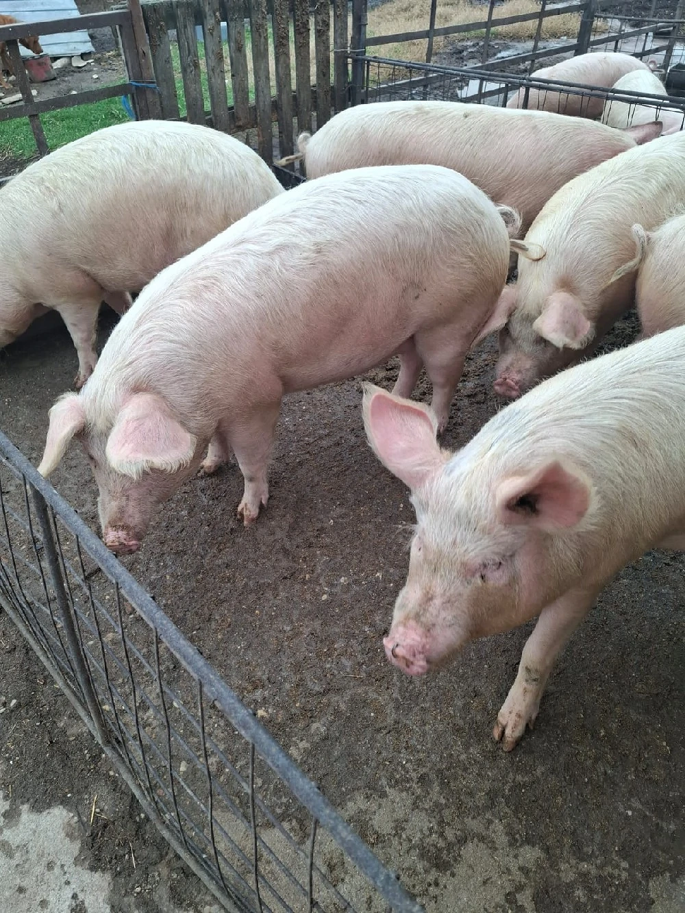 vand porci
