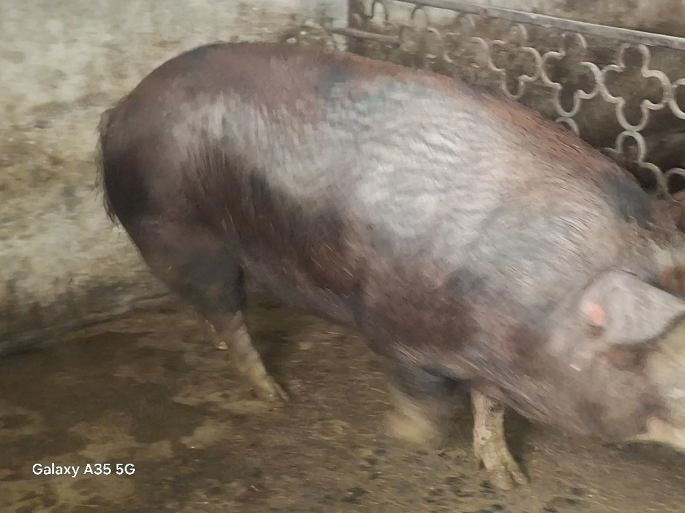 vand purcea metis Duroc 