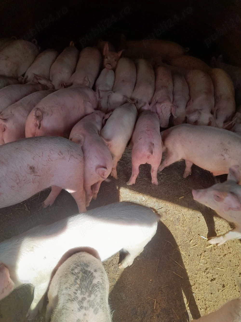 purcei între 15și35 kg 
