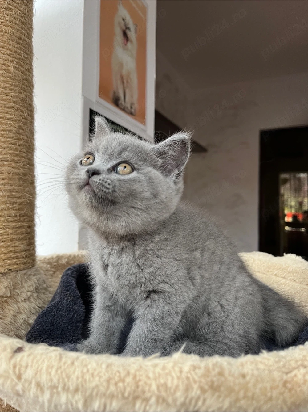 british shorthair blue
