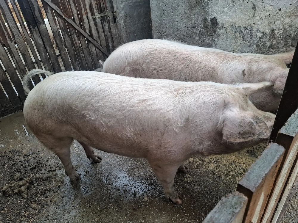 Vând porci, crescuți natural 