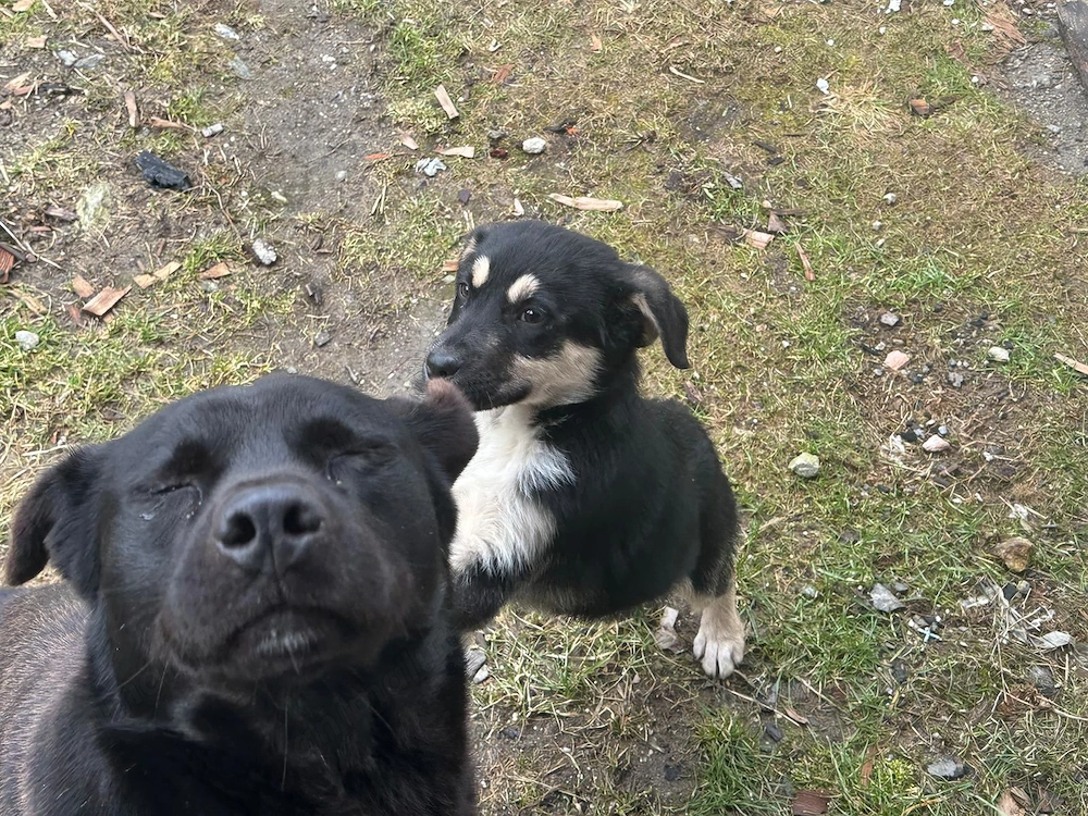 Donez catelusa ciobanesc german