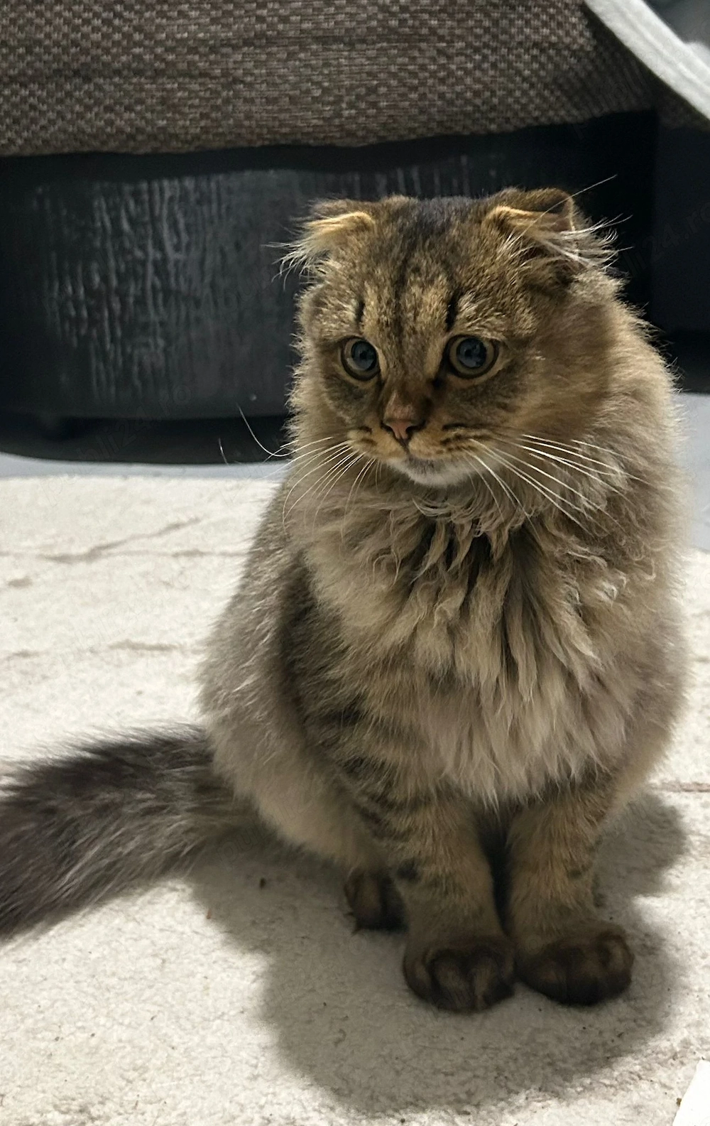 Pisică superbă Scottish Fold Highland Fold  