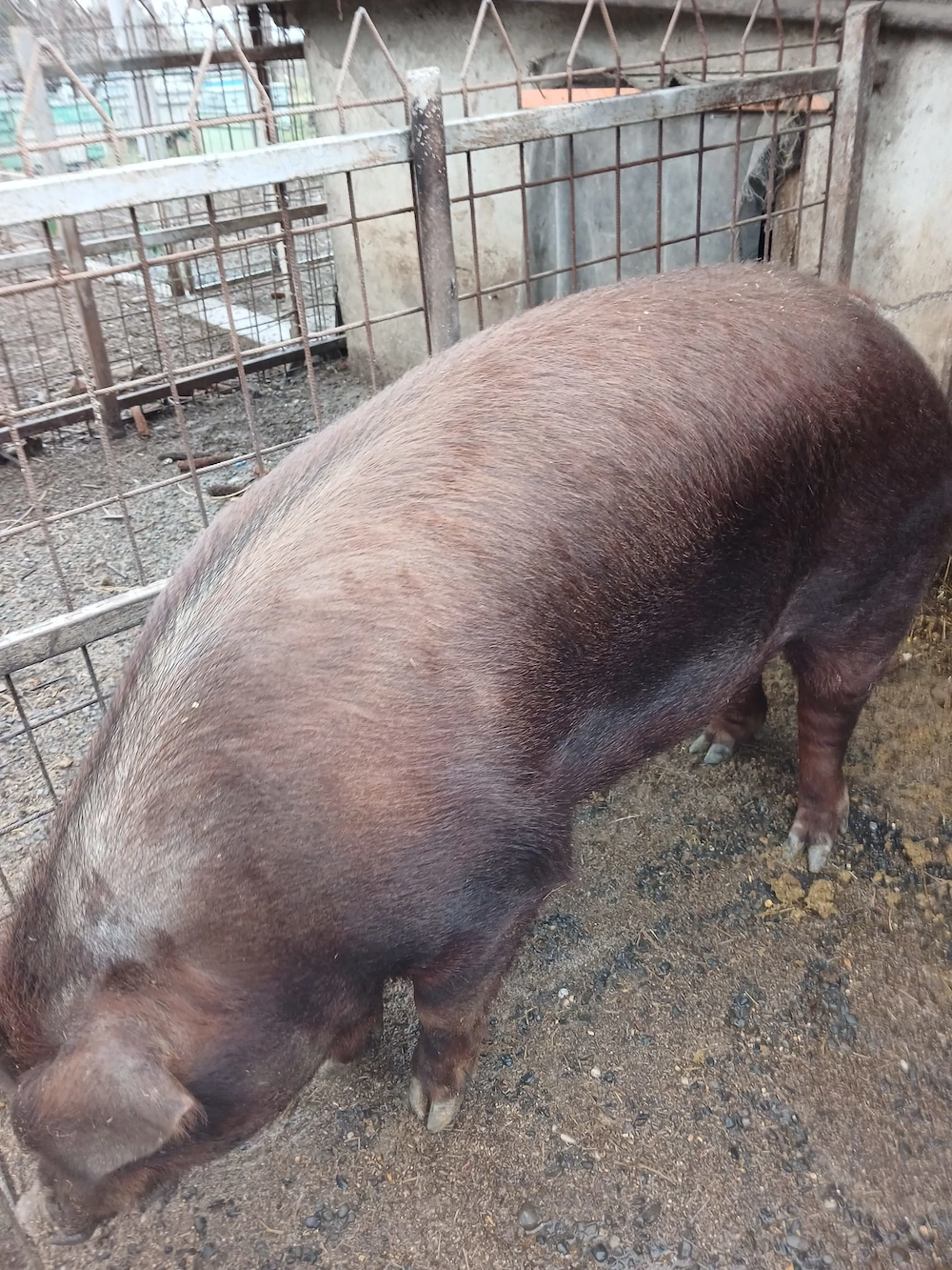 Vand porc rasa duroc