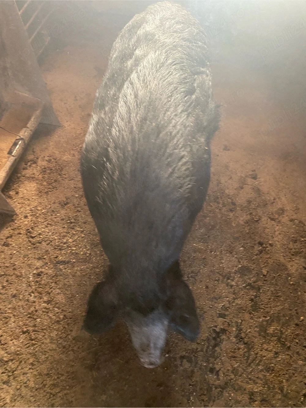 Porc mangalita de vanzare