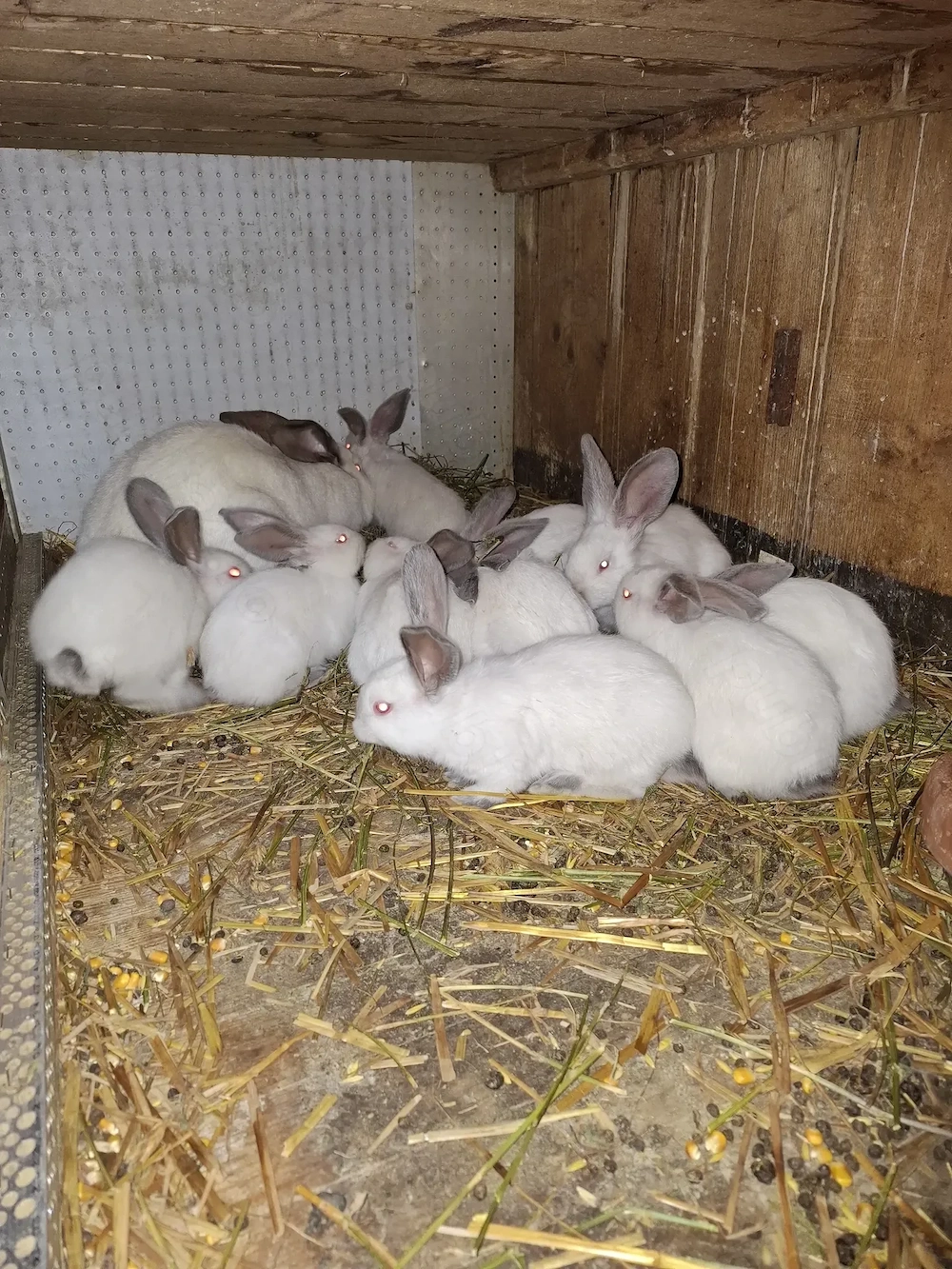 Iepuri Uriaș de Transilvania