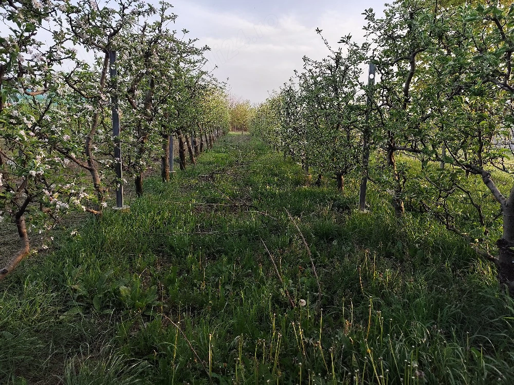 Tuns si ingrijit terenuri