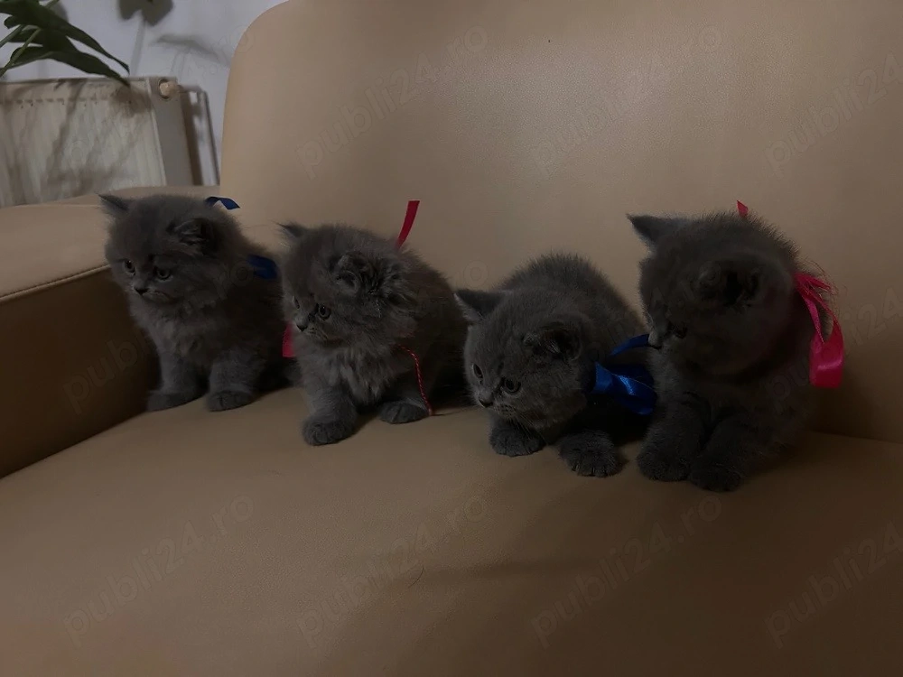 Pisicute British long hair  short hair 