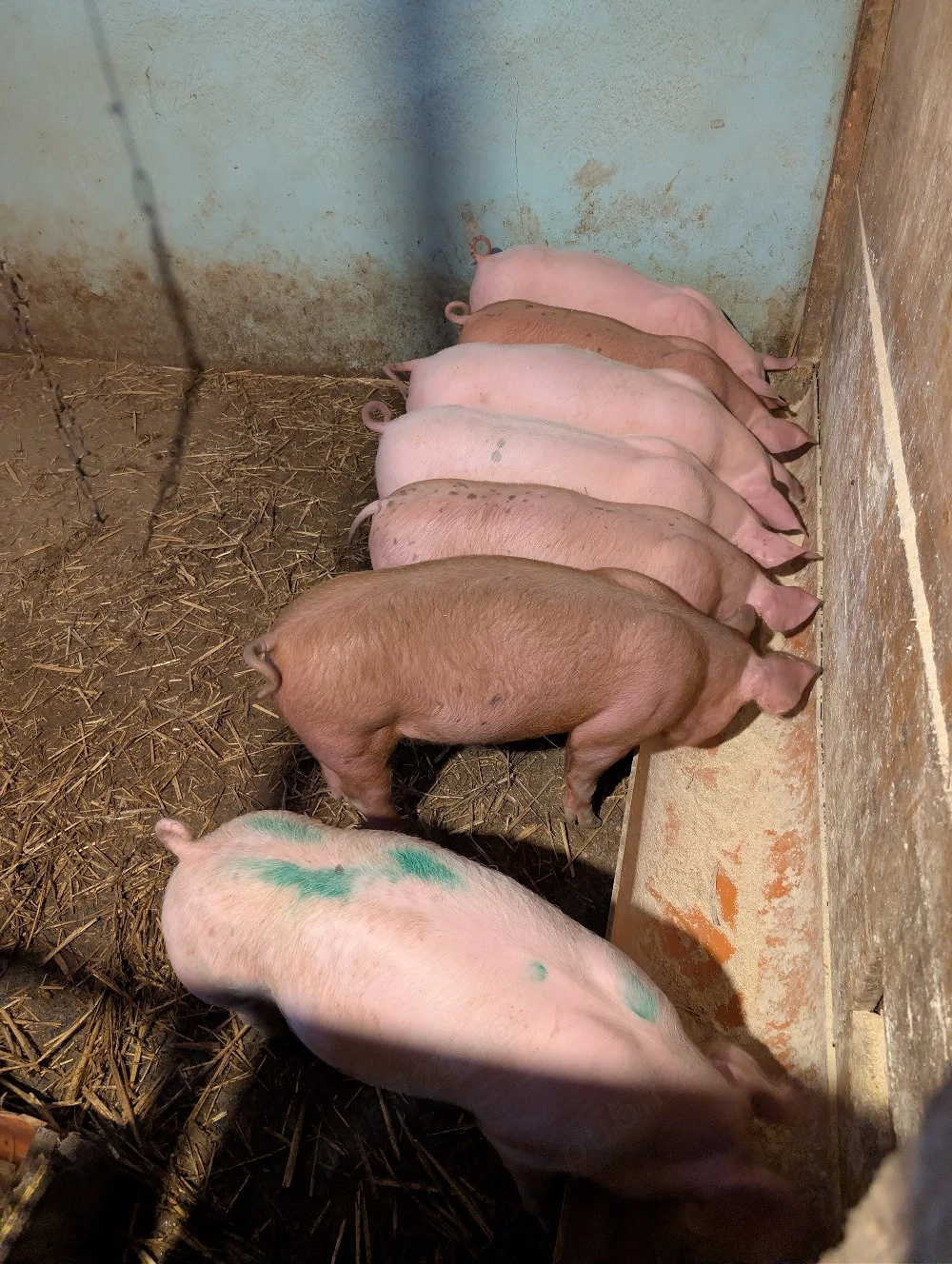 purcei de 10 săptămâni 