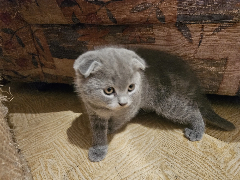 Pisoiasi scottish fold si straight