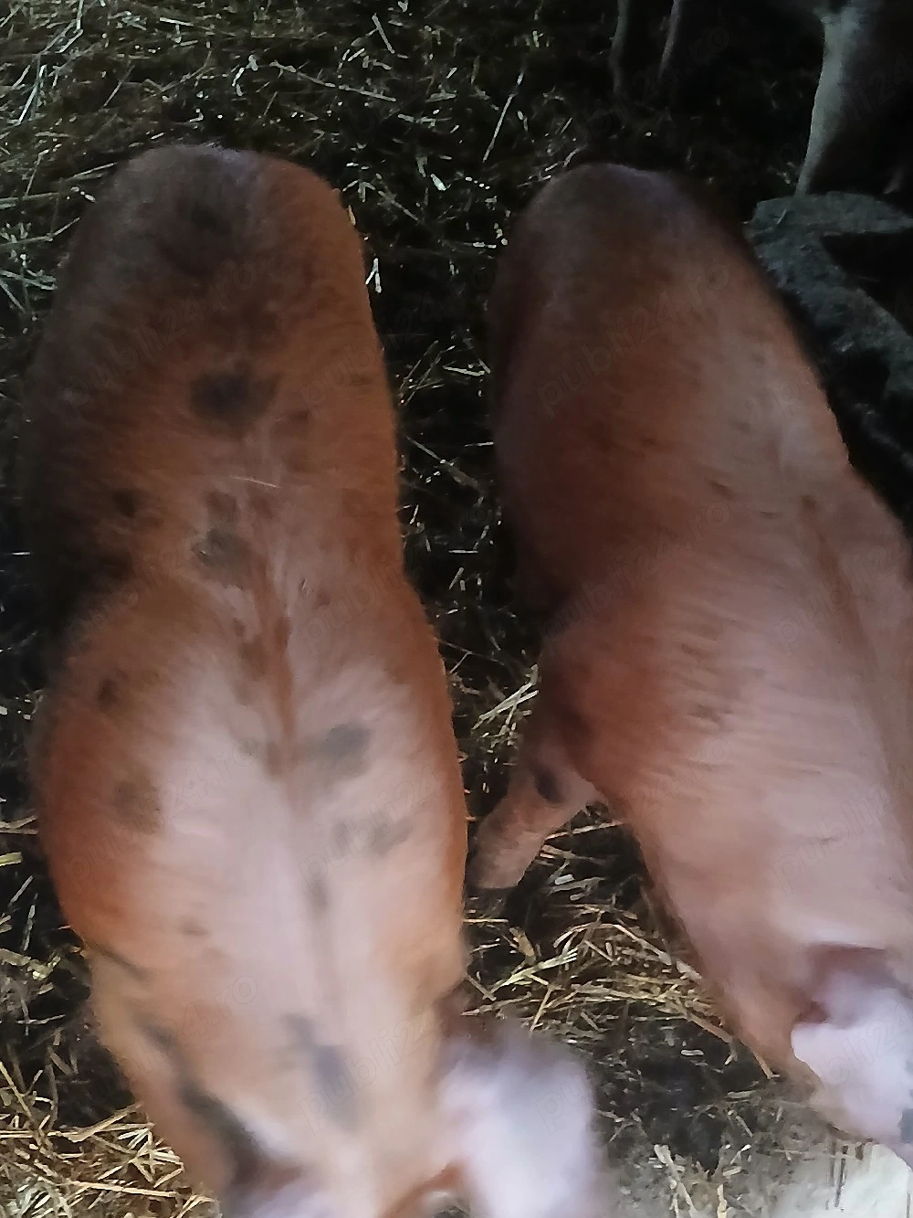 vând doi porci de carne 