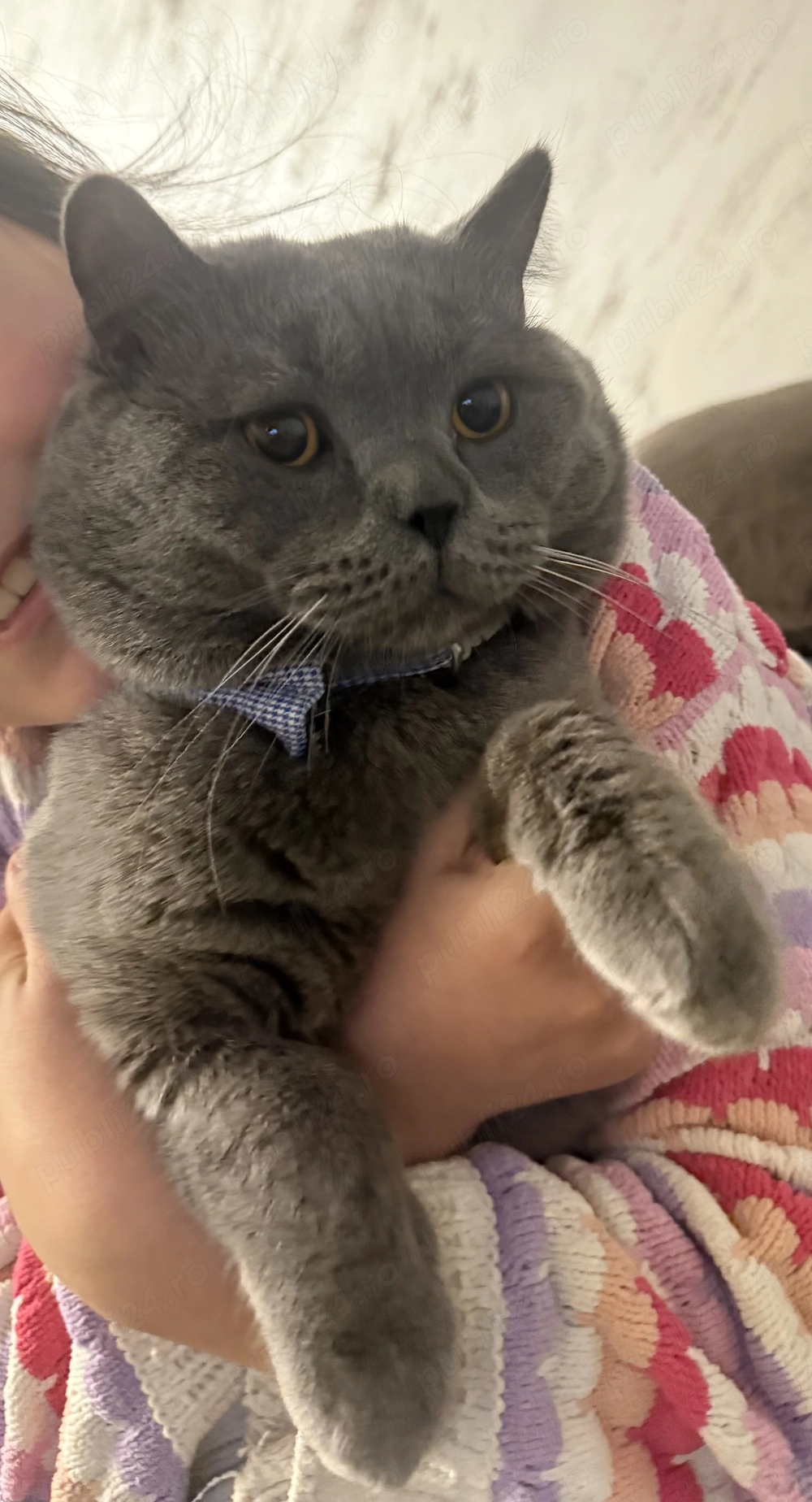 British shorthair pentru monta 