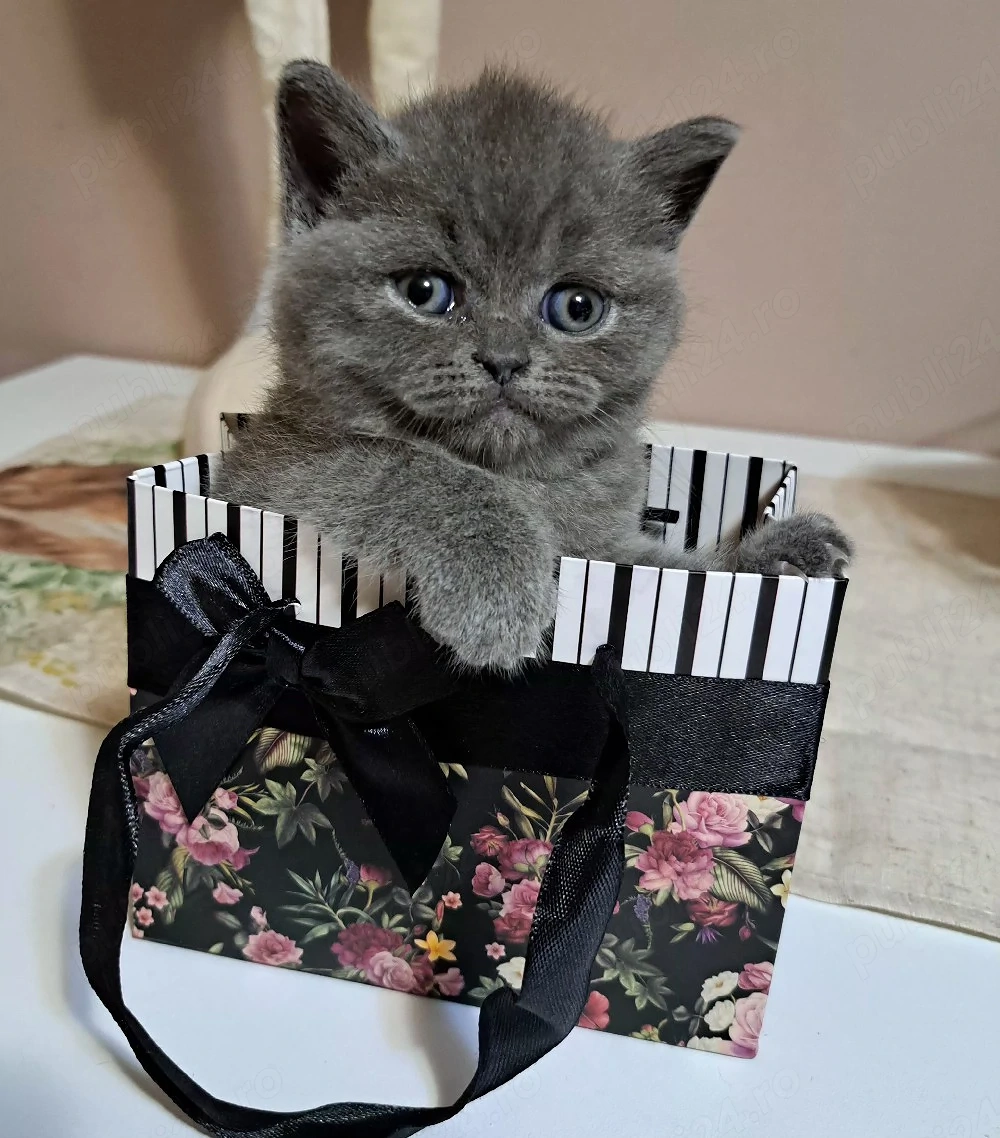 British shorthair blue 