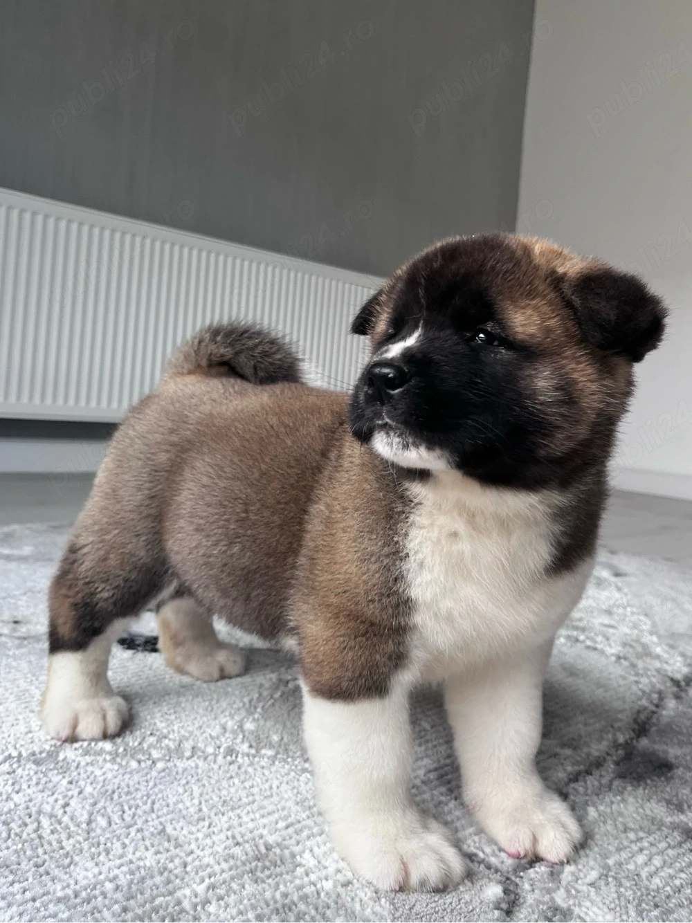 Akita american mascul 